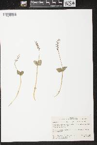 Listera cordata image