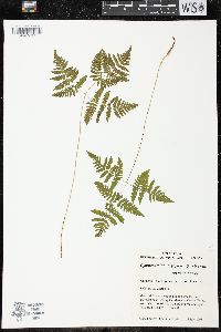 Gymnocarpium dryopteris image