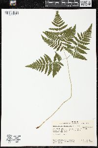 Gymnocarpium dryopteris image