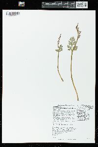 Botrychium matricariifolium image