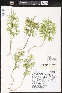 Dendrolycopodium dendroideum image