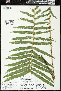 Matteuccia struthiopteris image