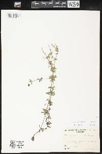 Galium asprellum image