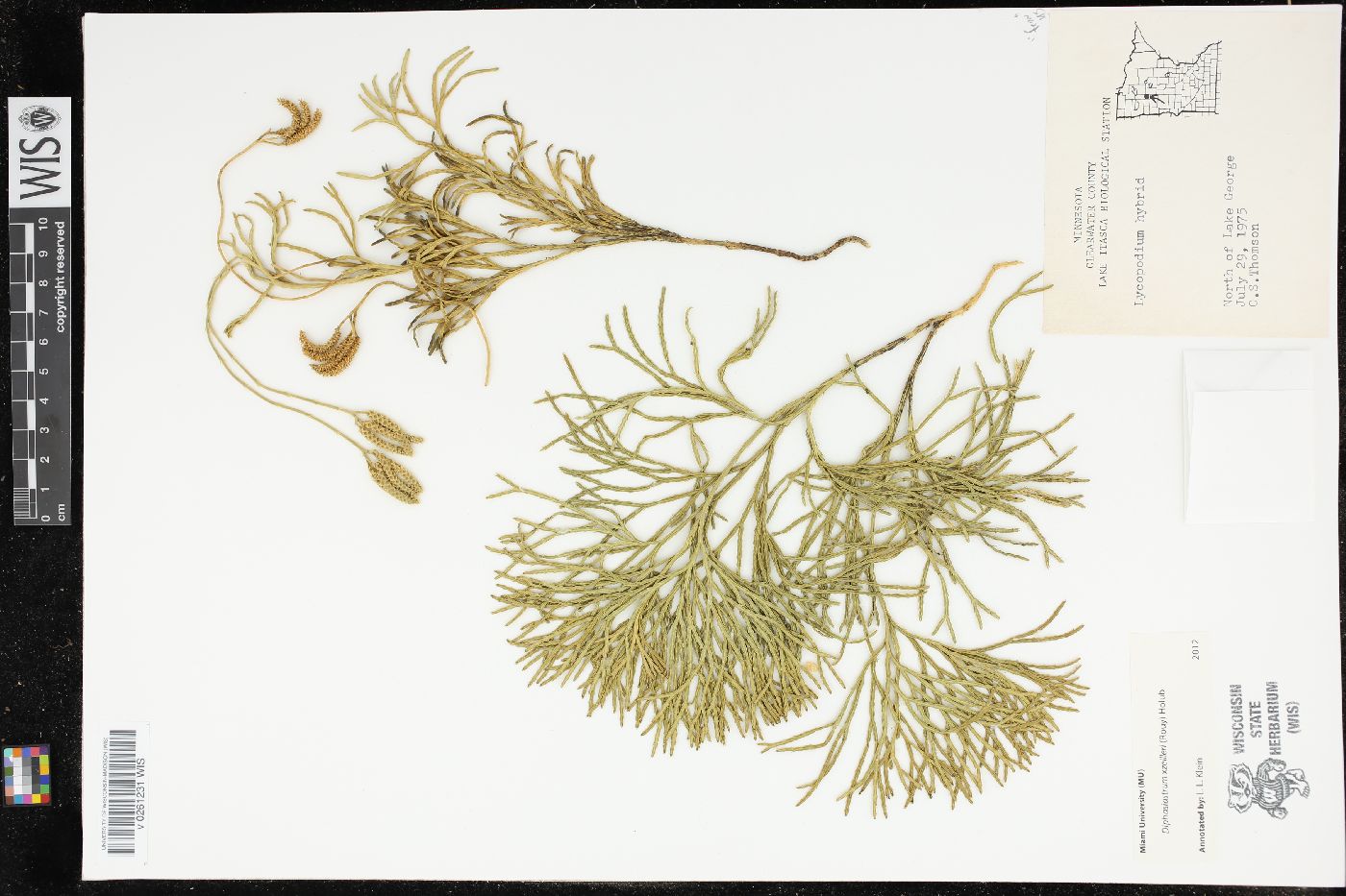 Diphasiastrum x zeilleri image