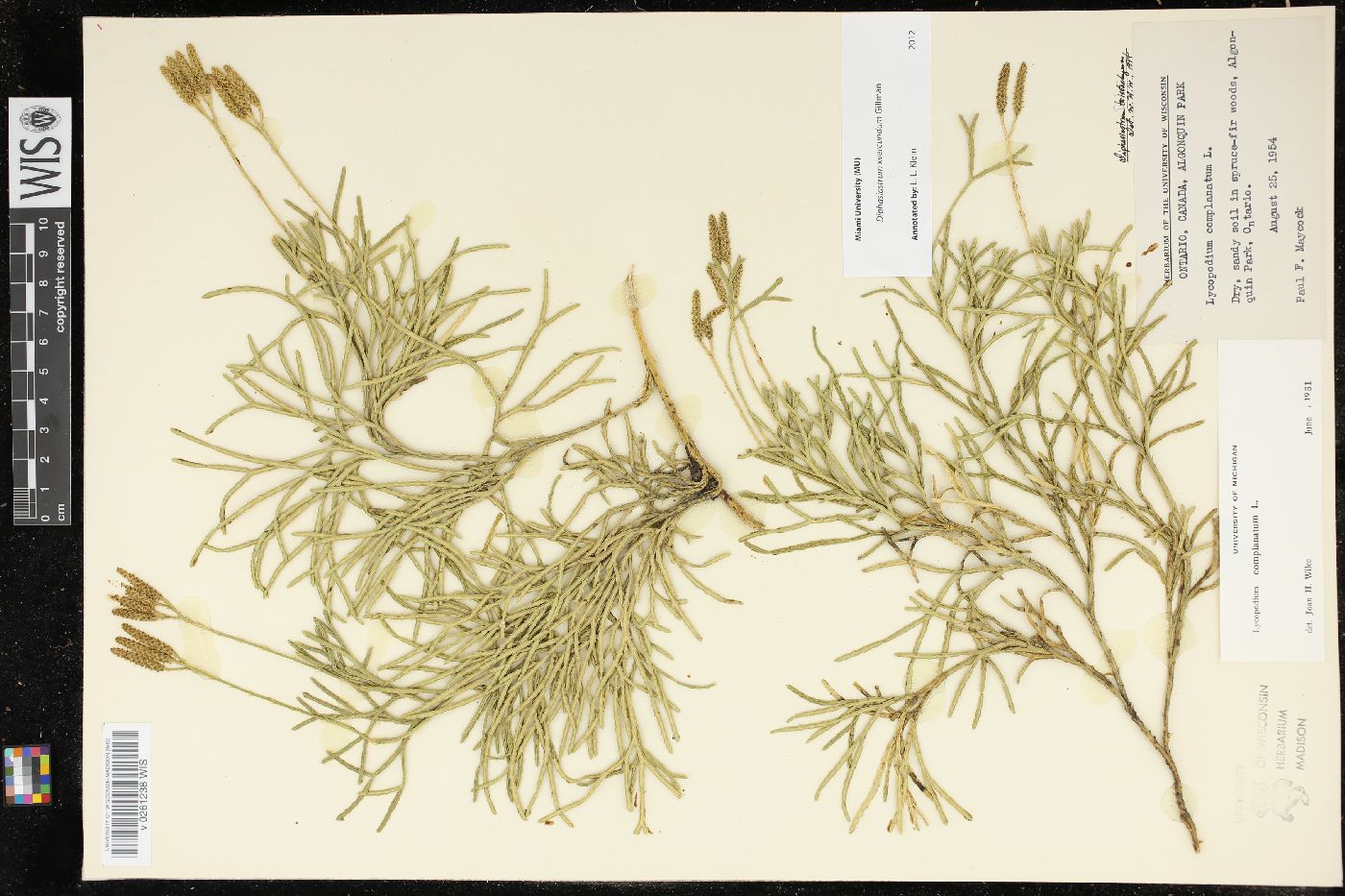 Diphasiastrum x verecundum image