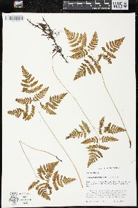 Gymnocarpium dryopteris image