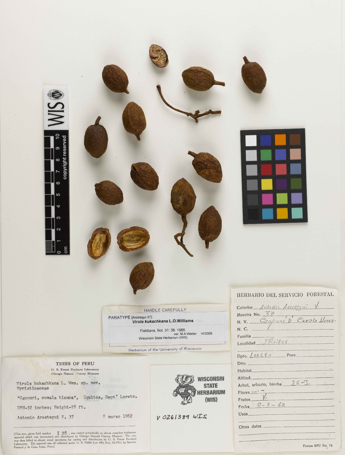 Virola albidiflora image