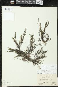 Najas muenscheri image