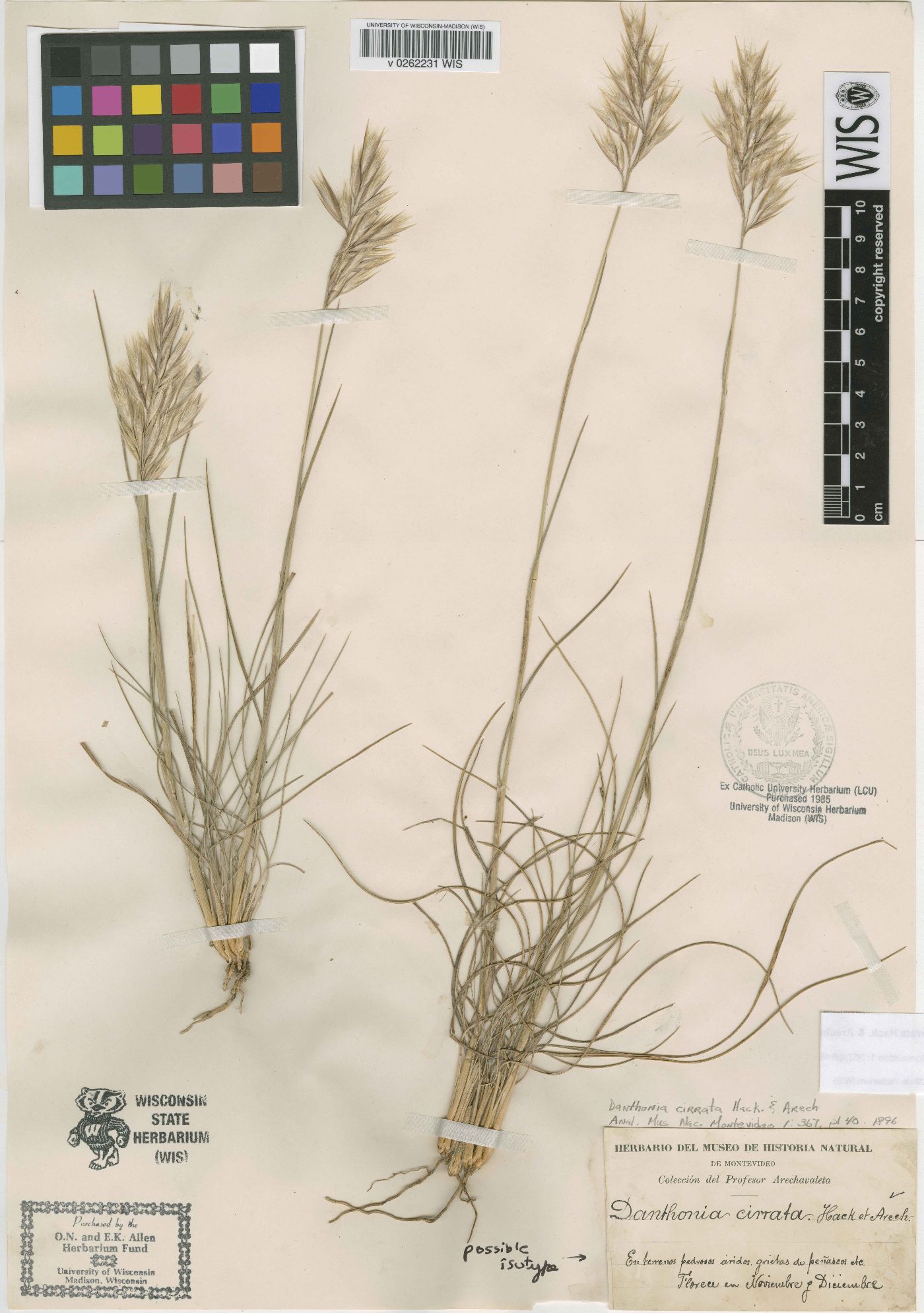 Danthonia cirrata image