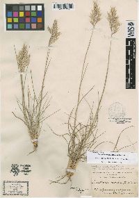 Danthonia cirrata image