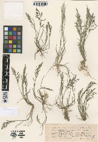 Eragrostis pilosa image