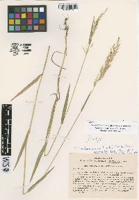 Trisetum rigidum image