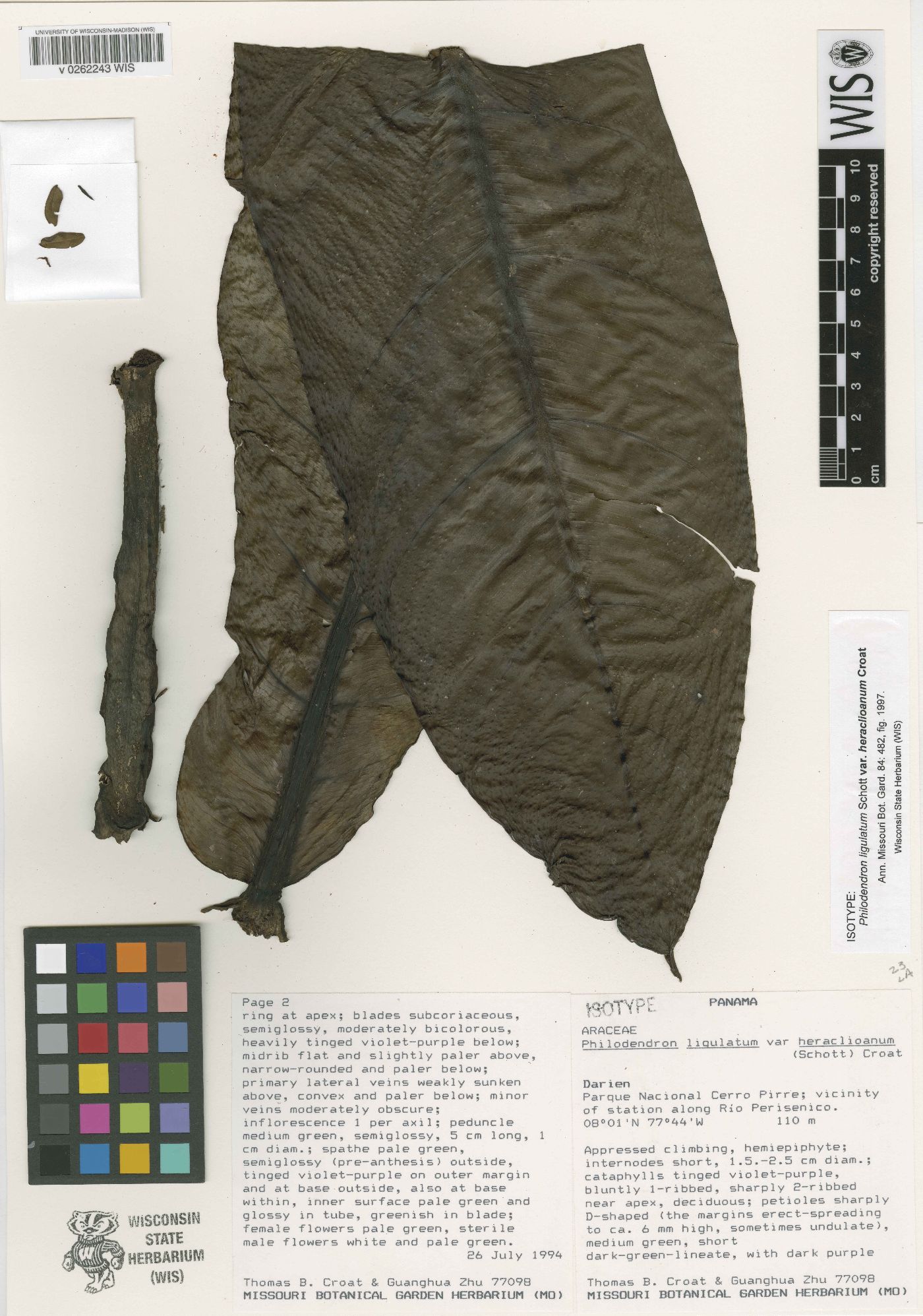 Philodendron ligulatum var. heraclioanum image