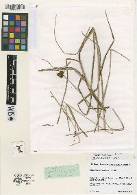 Bolboschoenus maritimus subsp. maritimus image