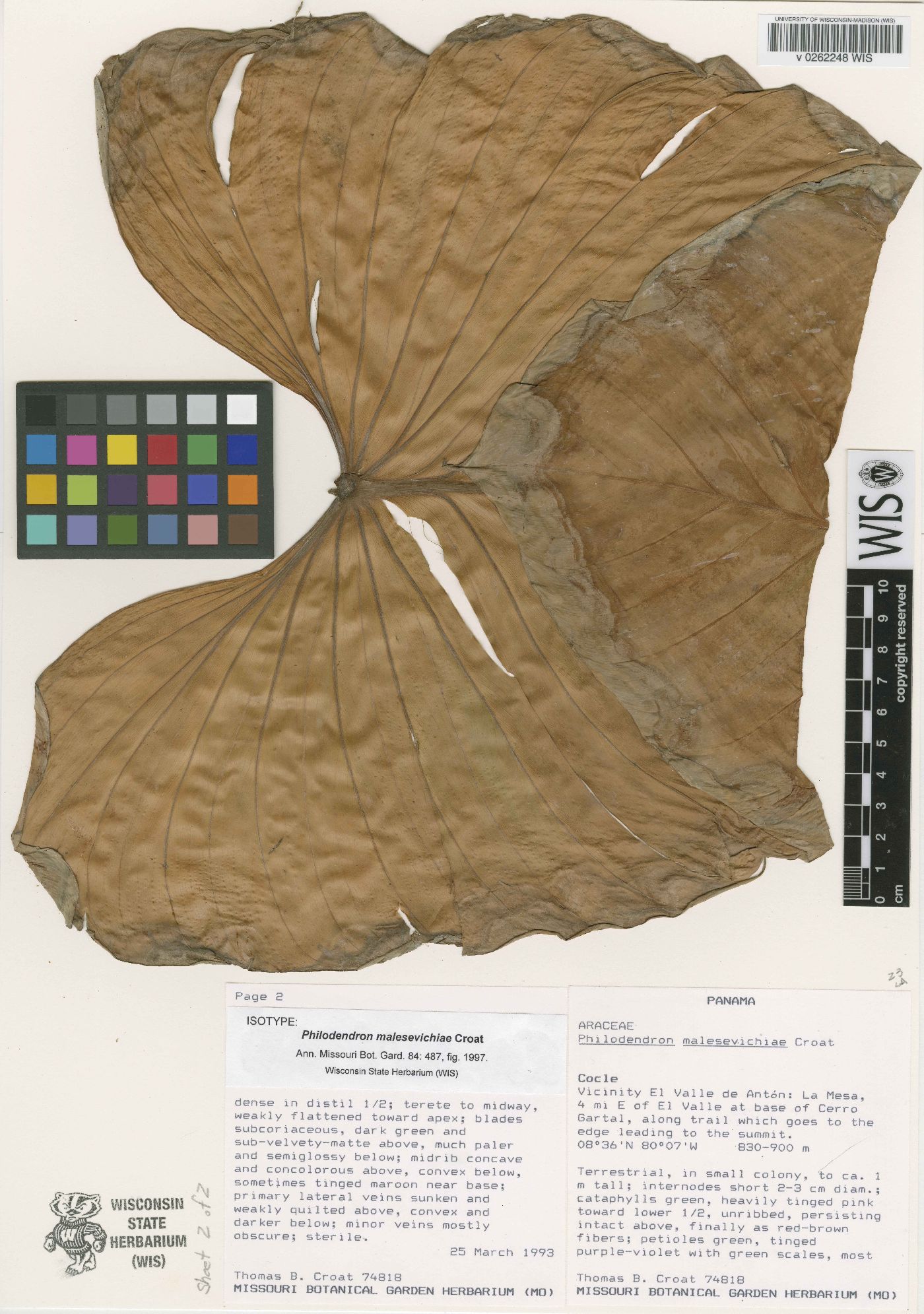 Philodendron malesevichiae image