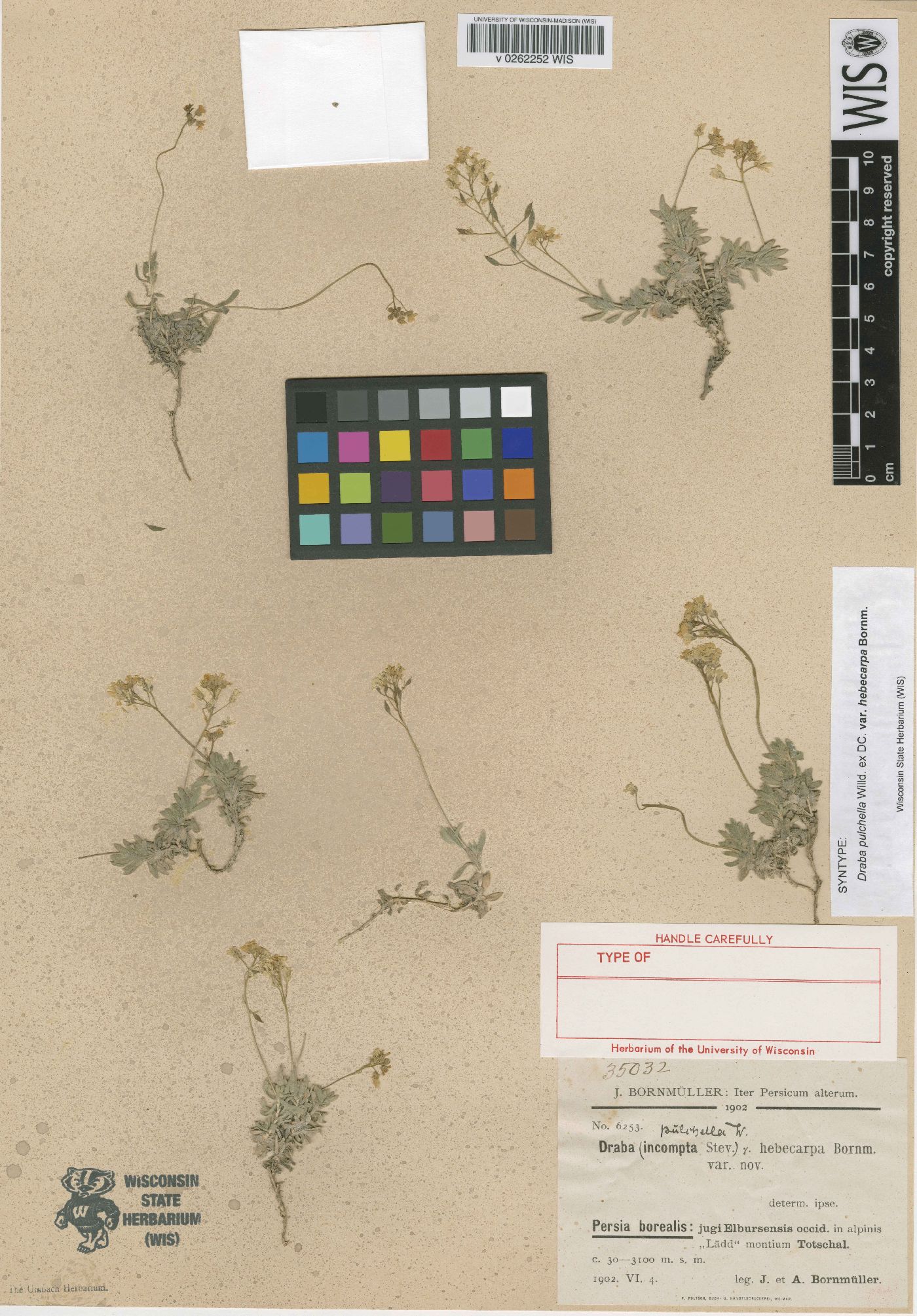 Draba pulchella image