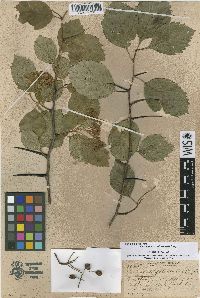 Crataegus stratfordensis image