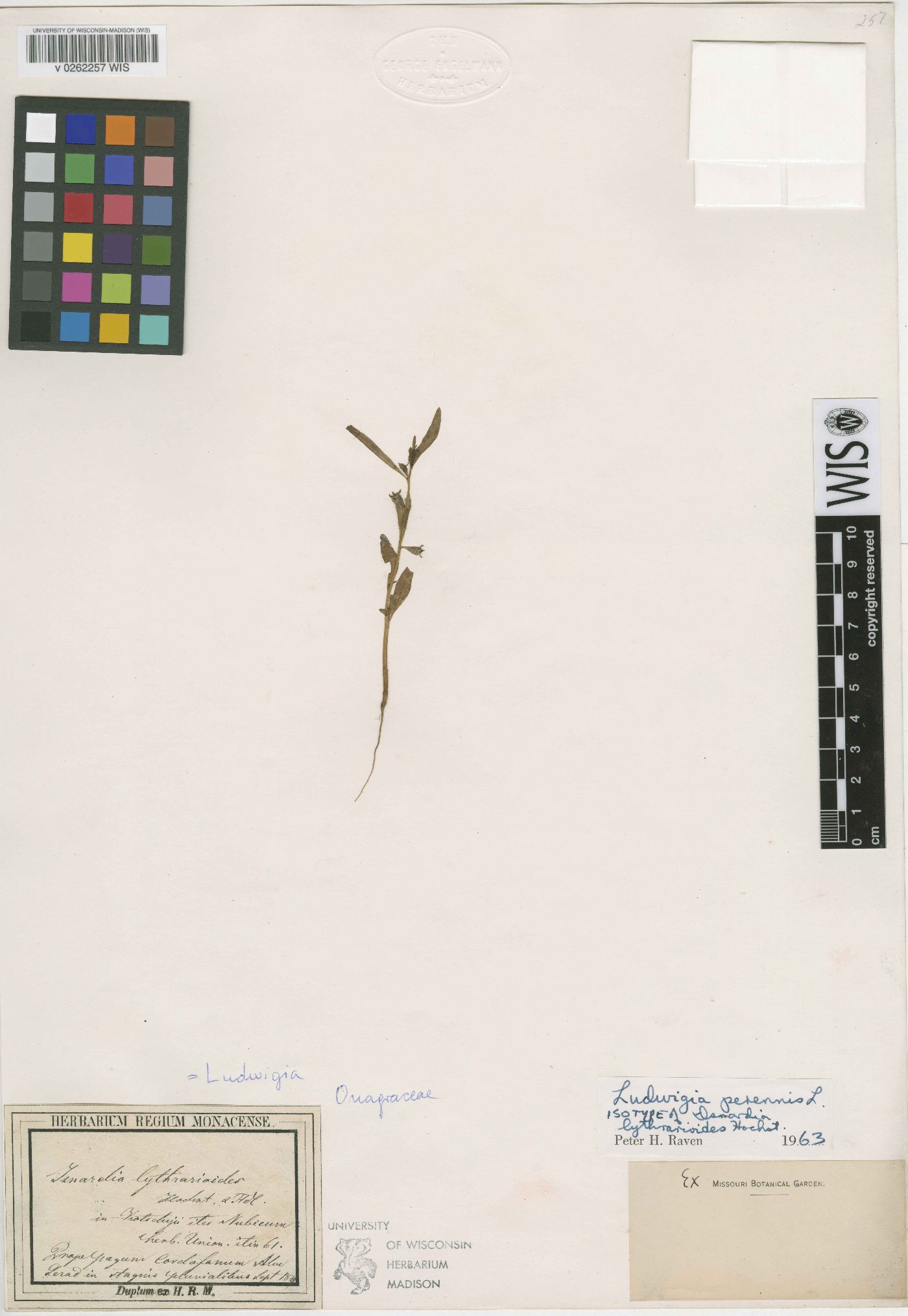Ludwigia perennis image