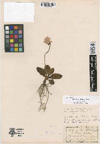 Image of Primula carniolica