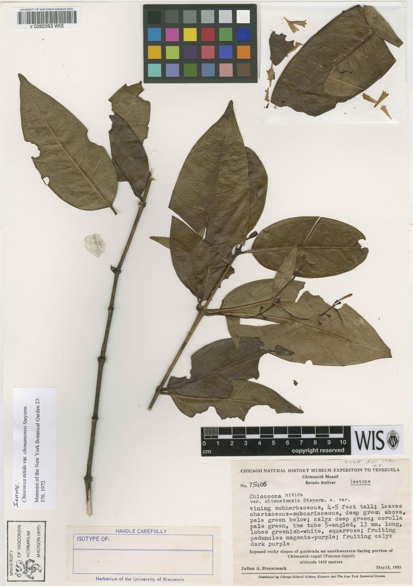 Chiococca nitida image