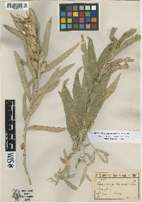 Centaurea stapfiana image