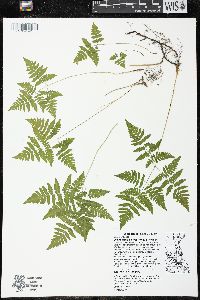 Gymnocarpium dryopteris image