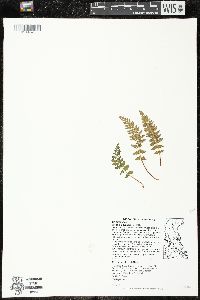 Woodsia ilvensis image