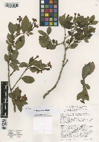 Image of Brunfelsia plowmaniana