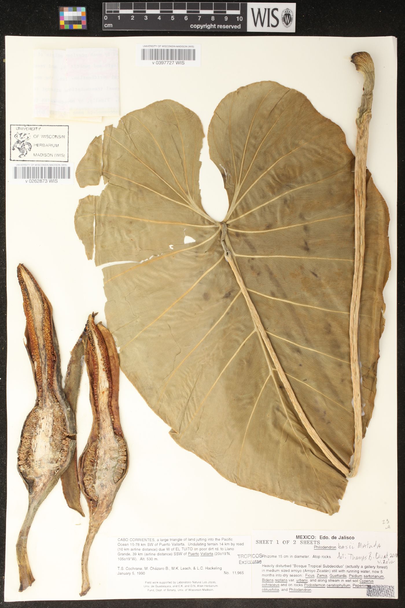 Philodendron basii image