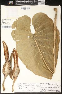 Image of Philodendron basii