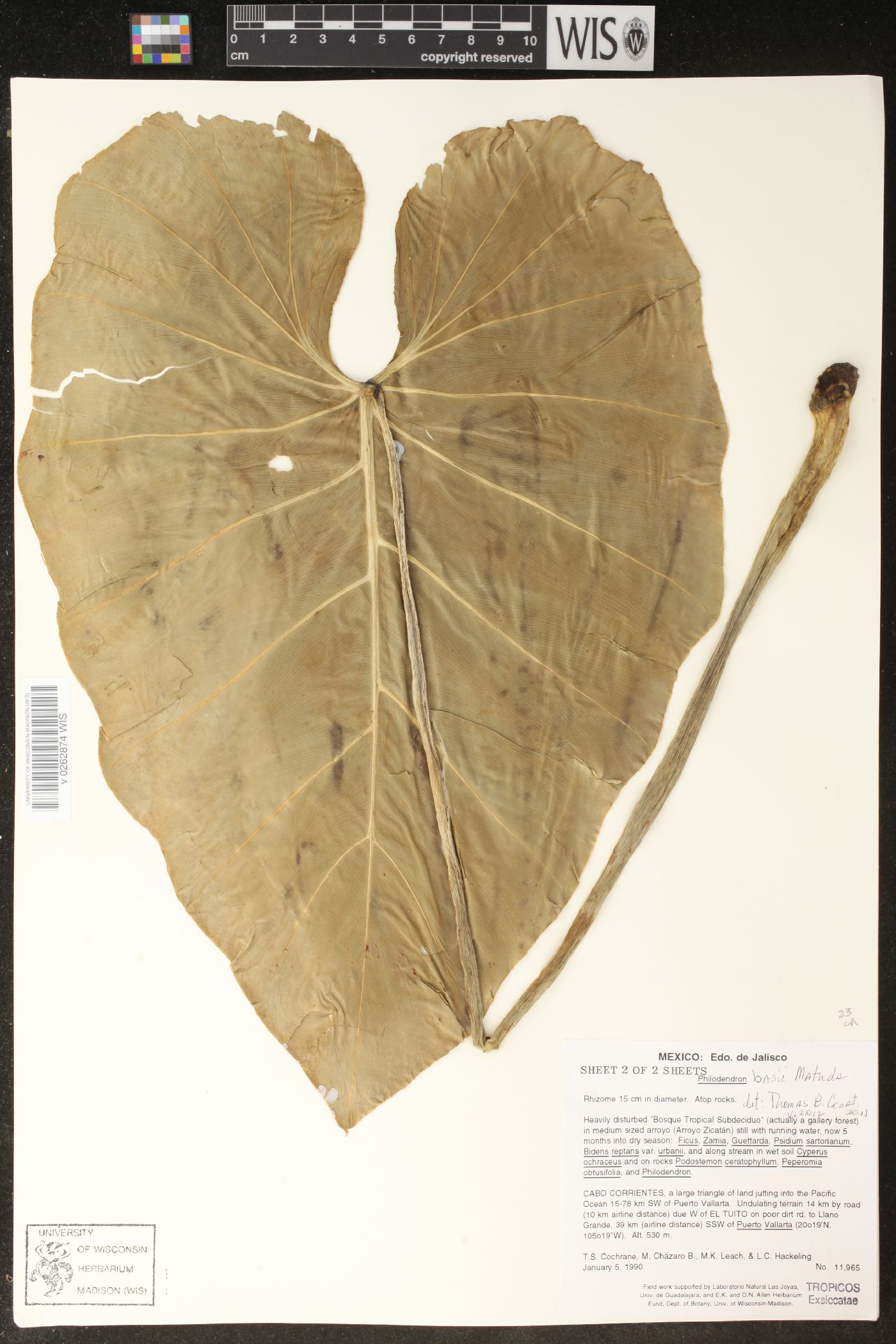 Philodendron basii image