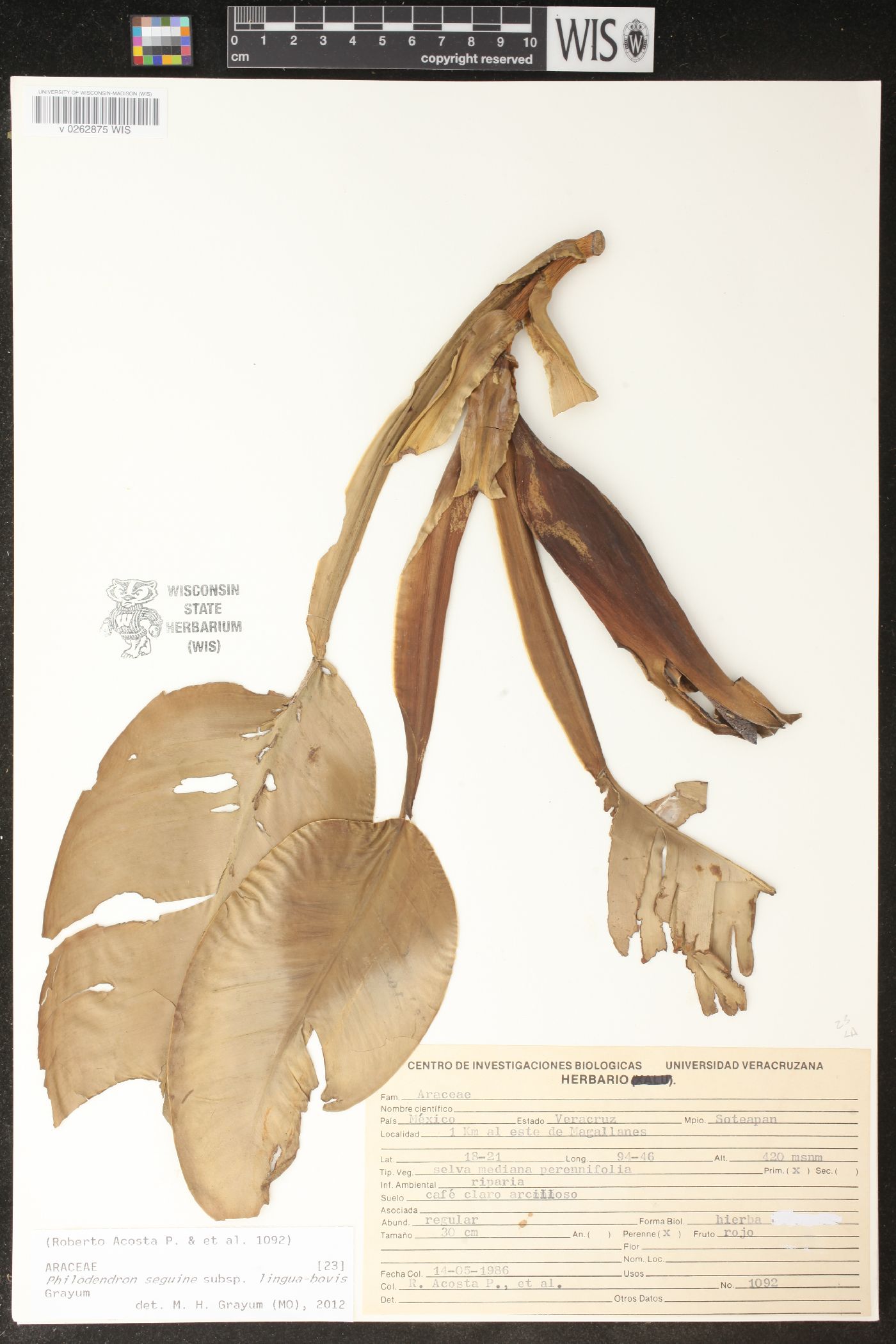 Philodendron seguine image