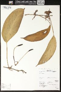 Monstera obliqua image
