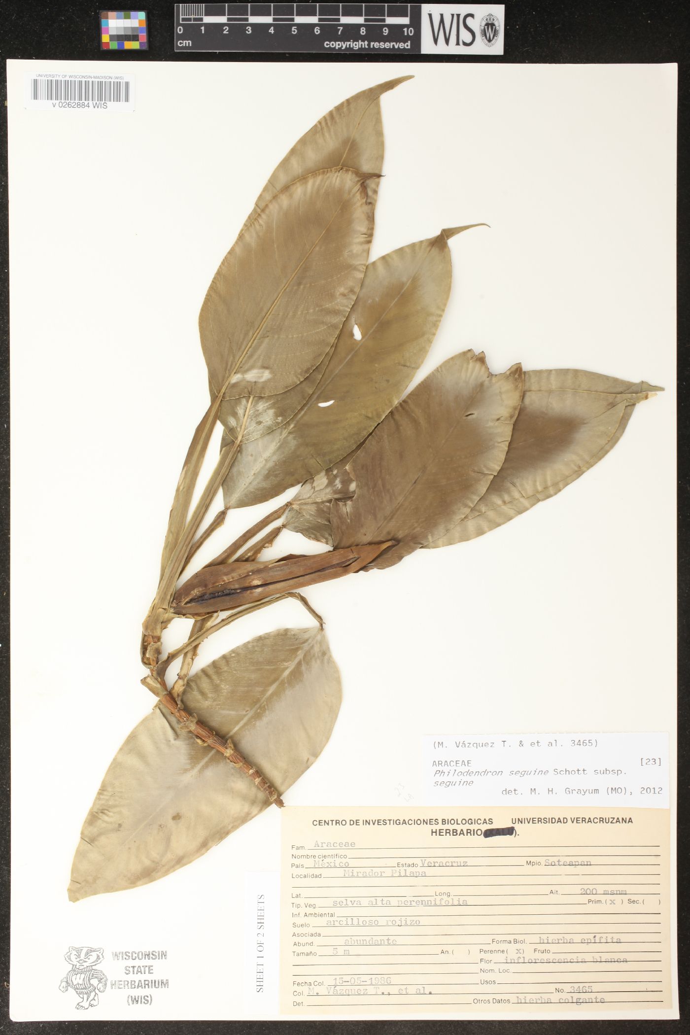 Philodendron seguine subsp. seguine image