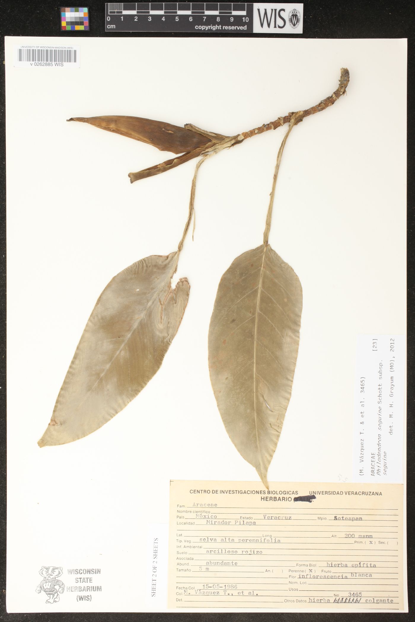 Philodendron seguine subsp. seguine image