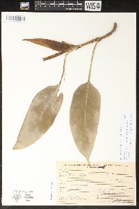Philodendron seguine image