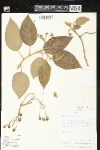 Solanum inelegans image