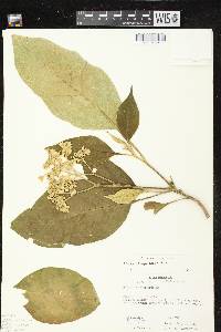 Solanum chiapasense image