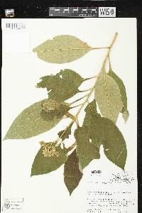 Solanum chiapasense image