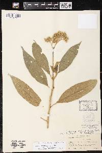 Solanum appressum image