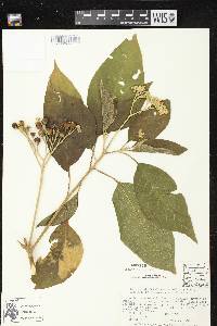 Solanum chiapasense image