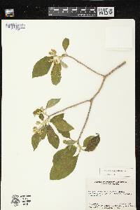 Solanum chiapasense image