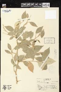 Solanum argenteum image