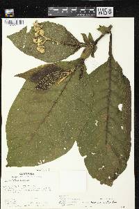 Solanum brevipedicellatum image