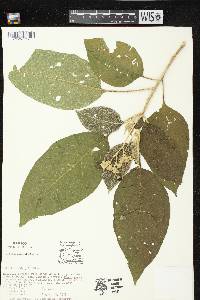 Solanum chiapasense image