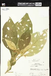 Solanum chiapasense image