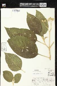 Solanum chiapasense image