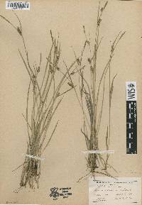 Carex conoidea image