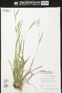 Carex ormostachya image