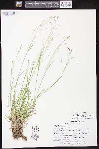 Poa alsodes image